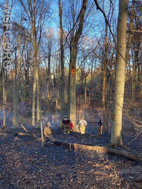 This 60+ foot tree was burning from its base to the top, with a rotten core serving as a kind of chimney up the center.  Firefighters in this photo are using chain saws to bring the tree down. 