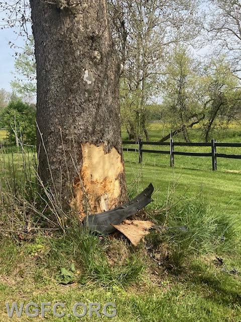 This tree was damaged when struck by an SUV.