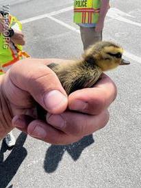 One of three ducklings rescued by the WGFC today from a storm drain in London Grove Township.